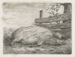 Sanglier couché