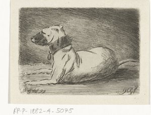 Chien couché avec collier