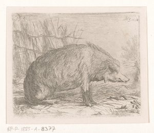 Sanglier assis - Jacobus Cornelis Gaal