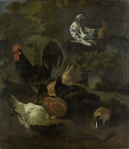 Un coq, des poules, des colombes et une marmotte