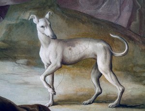 Chien (détail) - Jacopo Guarana