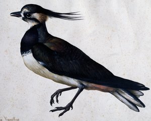Vanneau huppé (Tringa vanellus) par Jacopo Ligozzi (1547-1627)