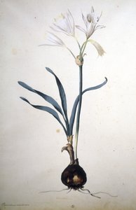 Image inconnue - Jacopo Ligozzi
