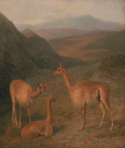 Vigognes - Jacques-Laurent Agasse