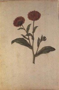 Calendula officinalis