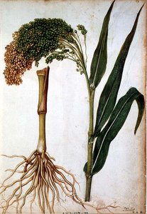 Setaria italica, c.1568 - Jacques  Le Moyne