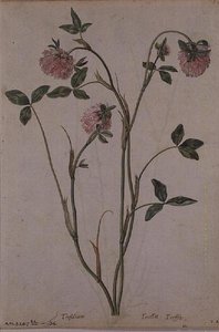 Triflorium pratense - Jacques  Le Moyne