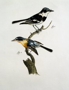 Mâle et femelle de Pririt Batis (Batis pririt) - Jacques (after) Barraband