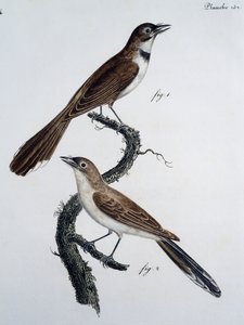 Mâle et femelle du Monarque à lunettes (Monarcha trivirgata) - Jacques (after) Barraband