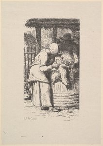 Tonte des moutons