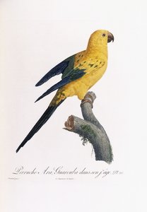 Perruche dorée, Ara Guarouba, à un jeune âge