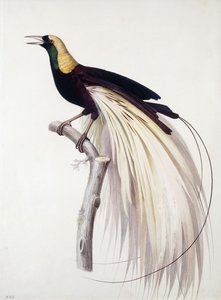 Grand oiseau de paradis, mâle