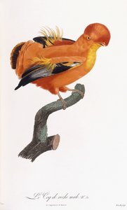 Coq-de-roche mâle