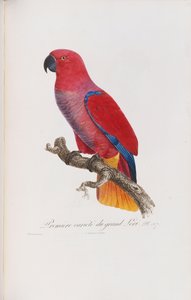 Première variété du Grand Lori, gravé par Langlois, vers 1801-05