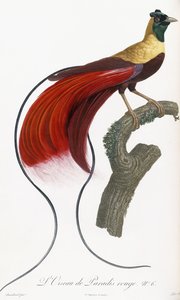 Oiseau de paradis rouge - Jacques Barraband