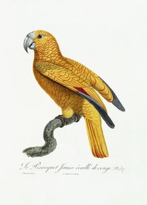 Perroquet jaune et rouge