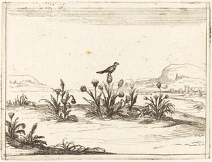 Oiseau perché sur un chardon - Jacques Callot