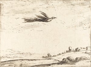 Oiseau de paradis - Jacques Callot