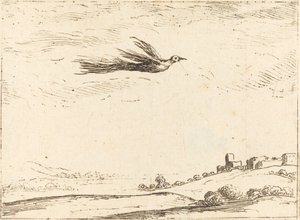 Oiseau de paradis - Jacques Callot