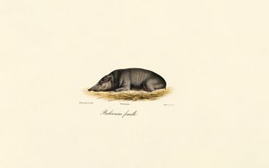 Femelle Babirusa - Jacques Christophe Werner