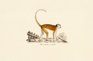Singe Patas femelle avec bandeau frontal noir - Jacques Christophe Werner
