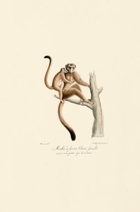 Mangabey à couronne blanche avec jeunes - Jacques Christophe Werner