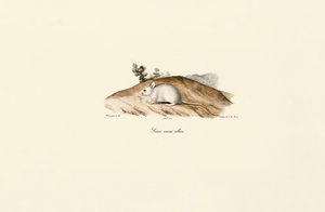 White Jerboa (Souris variété albine) - Jacques Christophe Werner