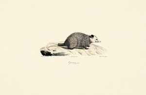  - Jacques Christophe Werner