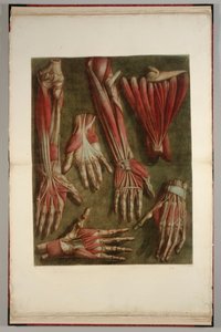 Un groupe de mains disséquées, 1745-46
