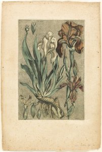 Iris Florentina, from Collection des plantes usuelles, curieuses, et étrangères - Jacques Fabien Gautier d