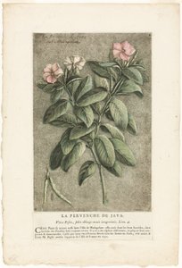 La pervenche de Java, tirée de la Collection de plantes usuelles, curieuses et étrangères - Jacques Fabien Gautier d