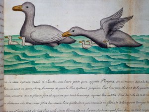 Canards appelés Ploplos, détroit de Magellan, aquarelle du journal de bord de Jacques Gouin de Beauchesne, capitaine de la Compagnie royale de la Mer du Sud, de 1698 à 1701, France - Jacques Gouin de Beauchesne
