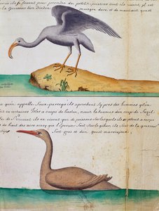 Oiseau inconnu et oiseau appelé Foux (Fou), île de Sao Vicente, Cap-Vert, aquarelle du journal de bord de Jacques Gouin de Beauchesne, capitaine de la Compagnie royale de la Mer du Sud, de 1698 à 1701, France