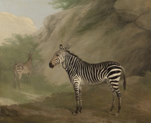 Zèbre