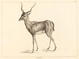 Gazelle - Jacques Philippe Le Bas and Jean Eric Rehn after Jean Baptiste Oudry