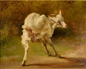 Bouc blanc se grattant la tête - Jacques Raymond Brascassat