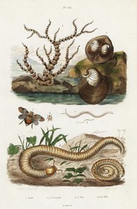 Corail bambou, coque de bœuf et cicadelles