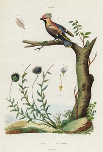 Jaseur de Bohême et jasione des montagnes