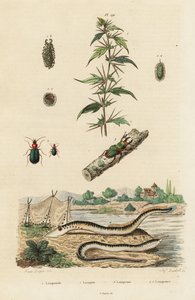 Lamproie de mer et coléoptères - Jacques Reyne Isidore Acarie Baron