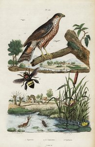 Épervier, éphémère et abeille, 1834-1839 (gravure) - Jacques Reyne Isidore Acarie Baron