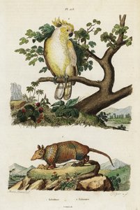 Cacatoès à crête jaune et tatou