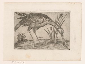 Oiseau