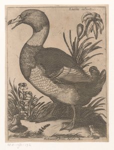 Canard