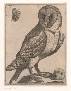Chouette effraie (Neuf oiseaux)