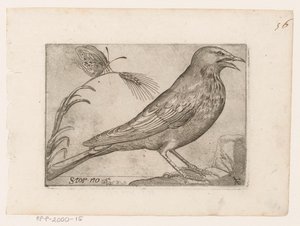Étourneau (Sturnus vulgaris) - Jacques de Fornazeris