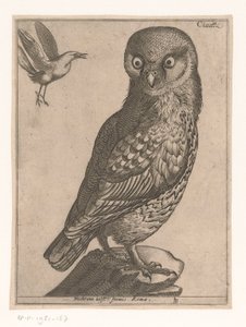 Chouette chevêche (Neuf oiseaux)