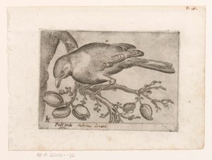 Oiseau - Jacques de Fornazeris