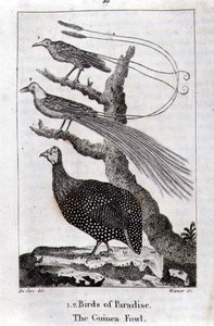 Oiseaux de paradis et une pintade, de 