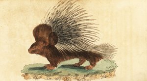 Porc-épic à crête, Hystrix cristata (gravure)