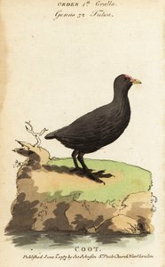 Foulque macroule, Fulica atra